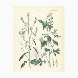 Calwer, Botanische Illustration von Wild Senf und Charlock, 1854, Print