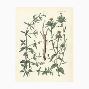 Calwer, Madder and Safflower, 1854, Print