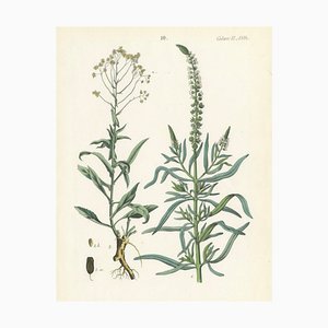 Calwer, Hand-Colored Botanical Illustration of Woad and White Goosefoot, 1854, Lithograph