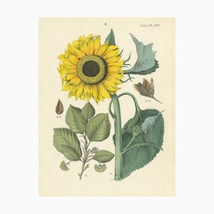 Hand-Colored Botanical Lithograph of Sunflower and Linden Tree, Calwer, 1854, Print