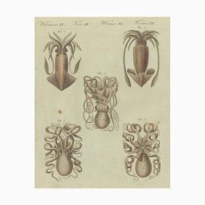 Bertuch, Céphalopodes, Gravure, 1805