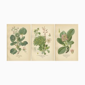 Creeping Sailor, London Pride and Thick-Leaved Saxifrage, 1897, Paper, Set of 3