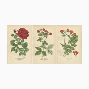 General Jacqueminot Rose, Silvery Cinquefoil and Scarlet Avens, 1897, Paper, Set of 3