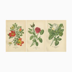 Austrian Briar, Moss Rose and Baroness Rothschild, 1897, Paper, Set of 3