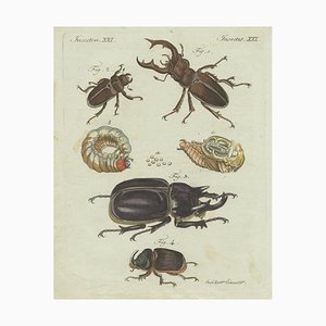 Friedrich Johann Bertuch, Stag Beetles and Rhinoceros Beetles, 1798, Copperplate Engraving on Paper