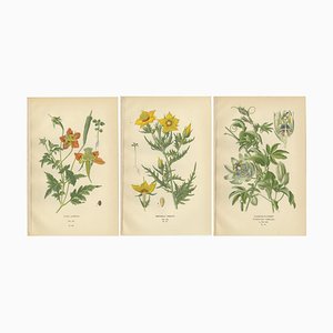 Loasa Lateritia, Mentzelia Lindleyi and Passion-Flower, 1897, Paper, Set of 3
