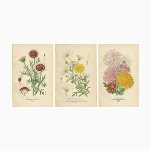 Chrysanthemum Carinatum, Paris Daisy and Chrysanthemums, 1897, Paper, Set of 3