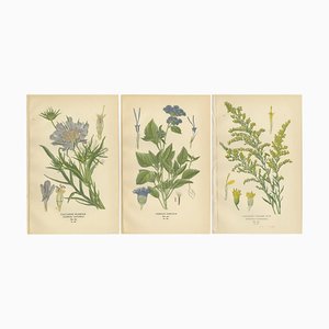 Caucasian Scabious, Ageratum Cœruleum & Canadian Goldenrod, 1897, Paper, Set of 3