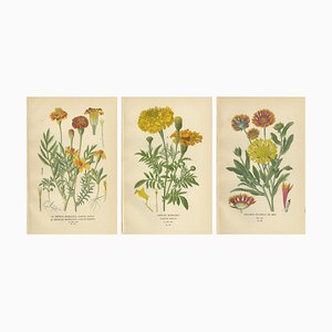 French Marigold, African Marigold and Gaillardia Pulchella, 1897, Paper, Set of 3