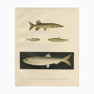 Herring, Sprat, Müller's Pearlside and Pike, 1895, Lithograph on Paper