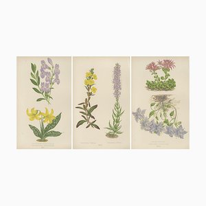 A. F. Lydon, Erythronium Americanum and Bellflower, 1870s, Paper, Set of 3