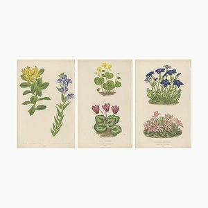 Wooster, Triptych of Alpine Flowers with Gentian, Cyclamen and Sedum, 1874, Prints, Set of 3