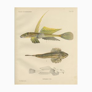 Wilhelm von Wright, Scandinavian Fish, 1895, Lithograph on Paper