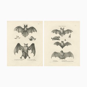 Anatomical Studies of Bats, 1836, Lithographs on Paper, Set of 2