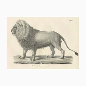 Majestic Barbary Lion Standing in Profile, 1836, Lithograph