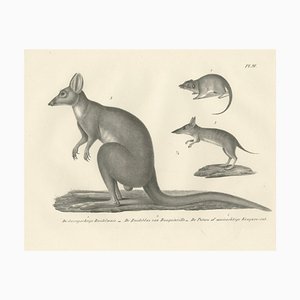 C.C. G. Zool., Marsupials Showing the Potoroo and Kangaroo Rat, 1836, Lithograph
