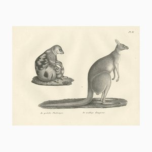 C.C. G. Zool., Spotted Phalanger and Woolly Kangaroo of Australia, 1836, Lithograph