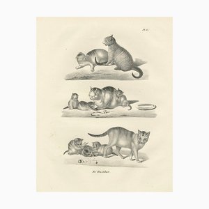 Domestic Cats, 1836, Lithograph