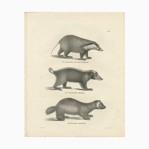 C.C. G. Zool., Collared Peccary, Javanese Skunk and Nordic Wolverine, 1836, Lithograph