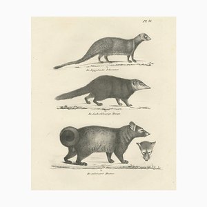 C.C. G. Zool., Egyptian Mongoose, Dark Mongoose, and Ringtail Marten, 1836, Lithograph