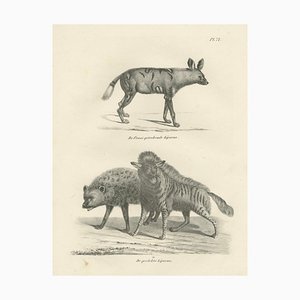 C.C. G. Zool., The Striped, Spotted, and Brown Hyenas in Detail, 1836, Lithograph