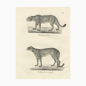 C.C. G. Zool., The Puma and Cheetah in Graceful Stances, 1836, Lithograph