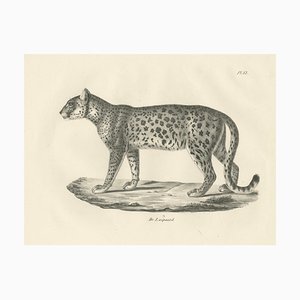 Leopard in Standing Pose, 1836, Lithograph