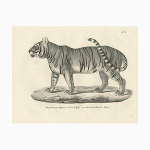 19th-Century Lithograph of the Striped Tigress, Mate of the Royal Tiger, 1836