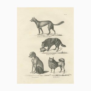 Wild and Domestic Dogs, 1836, Lithograph