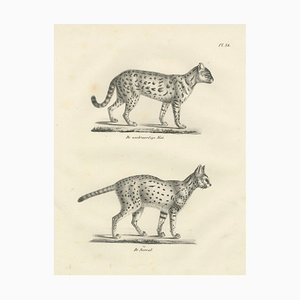 C.C. G. Zool, Gentle Cat and the Serval in Poses, 1836, Print