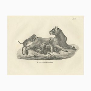 C.C. G. Zool., Lioness with Her Playful Cubs in the Wild, 1836, Lithograph