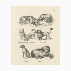 Various Dog Breeds, 1836, Lithograph