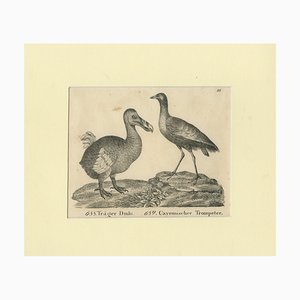 Extinct Dodo and the Trumpeter Bird, 1700s, Paper