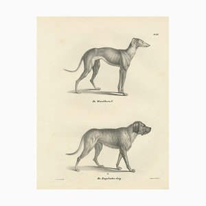 Greyhound and English Mastiff in Detail, 1836, Lithograph