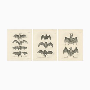Cornelis Christiaan Antonie Last, Bats, 1836, Paper, Set of 3