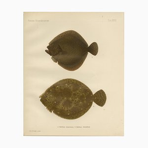 Wilhelm von Wright, Turbot and Brill, Scandinavian Flatfish, 1895, Litografia