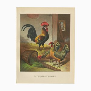 Dopo Förster, The Regal Partridge Italian Chicken, XIX secolo, litografia