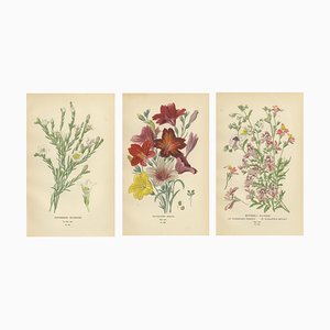 Nierembergia, Salpiglossis and Butterfly Flowers, 1897, Paper, Set of 3