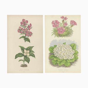 Bell, Alpine Botanical Illustrations of Glacier Pink and Snow Primerose, 1874, Estampes, Set de 2