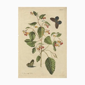 Meerburgh, Wildflower with Butterflies, Engraving, 1775