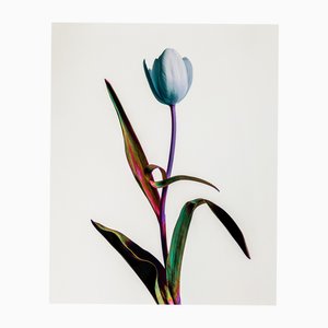 Guy Sargent, Tulip Mania, Print