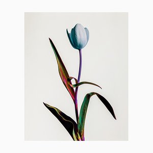 Guy Sargent, Tulip Mania, Print