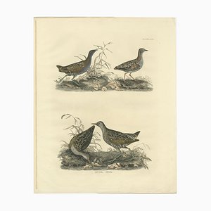 Selby, Illustration of Crakes: Varieties and Gender Dimorphism, 1826, Print