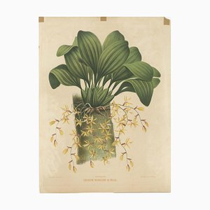 Mieling, Large Orchid Illustration of the Dutch East Indies, 1854, Print