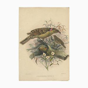 J. Smith d'après J. Wolf, Chlamydodera Nuchalis, 1869, Lithographie sur Papier