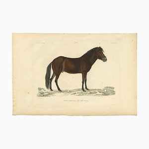 M. Paul Gaimard, Icelandic Horse, 1842, Paper