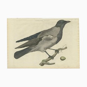 Sepp & Nozeman, Hooded Crow, 1797, Paper