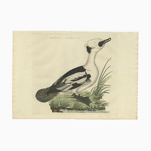 Sepp & Nozeman, Dutch Bird, 1809, Paper