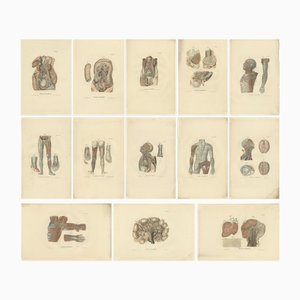 Anatomy Illustrations of Vessels and the Lymphatic System, 1839, Prints, Set of 13