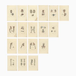 Illustrations d'Anatomie de Vaisseaux Sanguins, 1839, Estampes, Set de 18